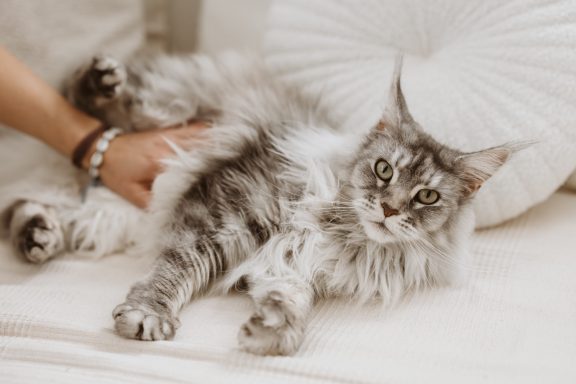 Tierfotografie Braunschweig