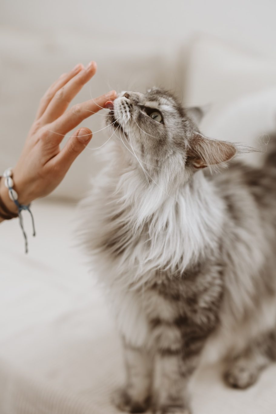 Tierfotografie Braunschweig