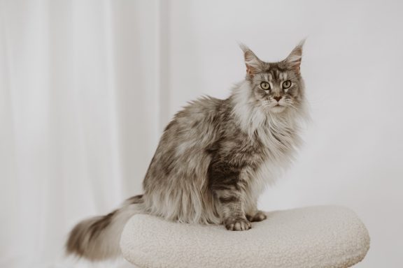 Tierfotografie Braunschweig