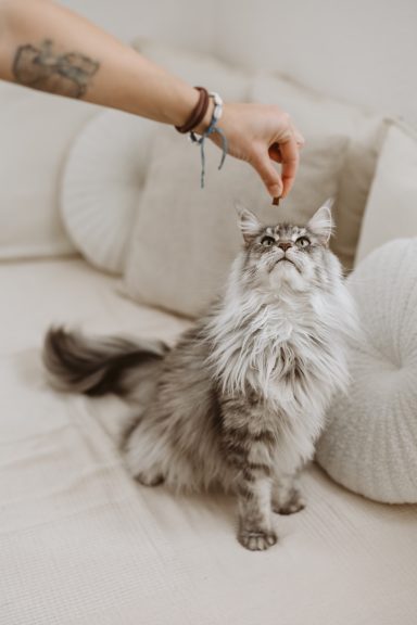 Tierfotografie Braunschweig