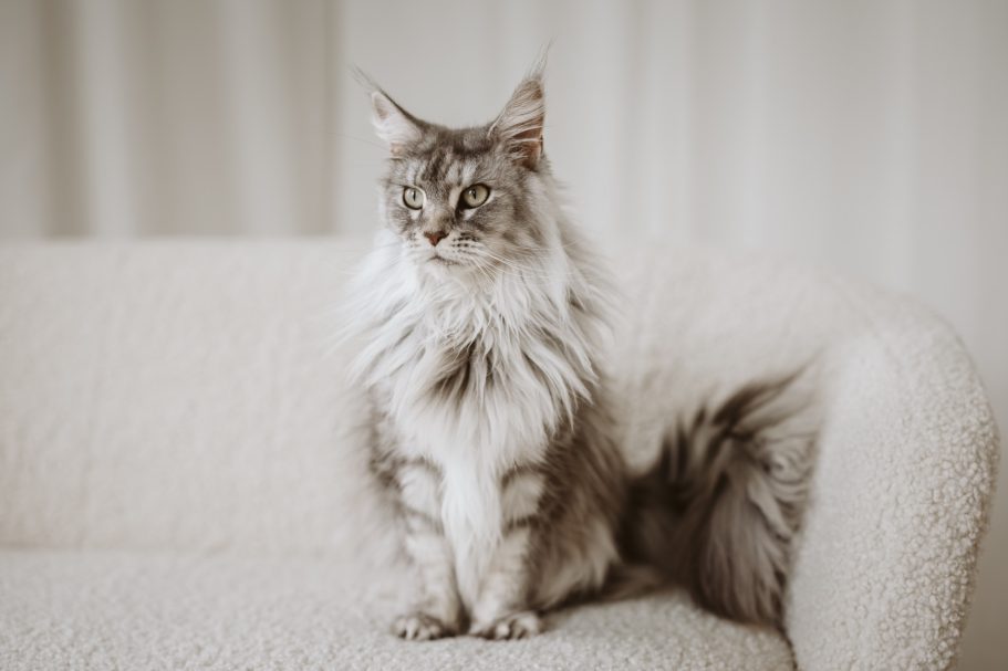 Tierfotografie Braunschweig